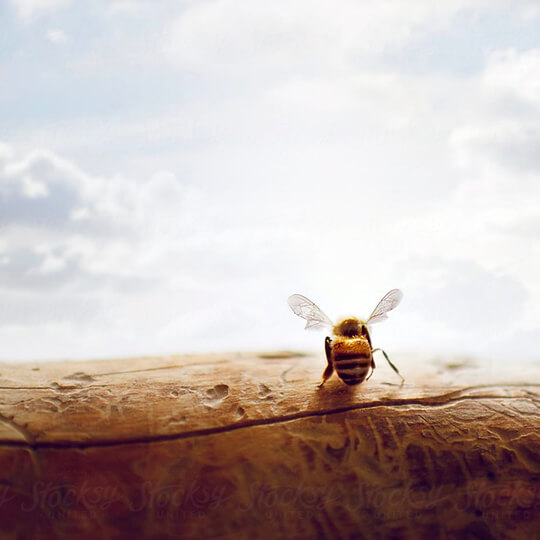 Photographie ©Rachel Bellinsky