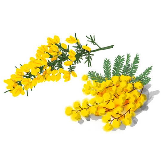 illustration Stefane Buvot La crème de la crème