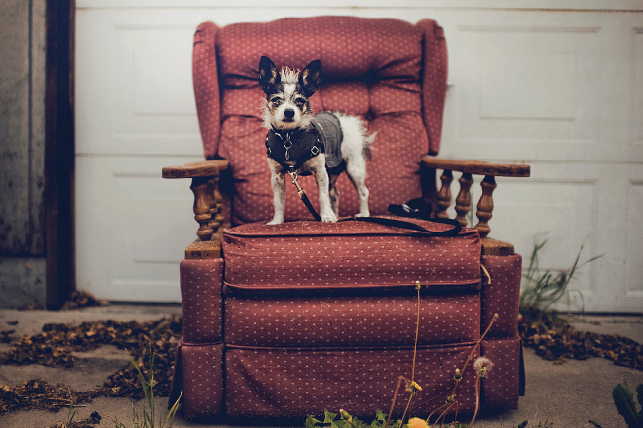 Le toutou à sa mèmère - photo © Rachel Bellinsky